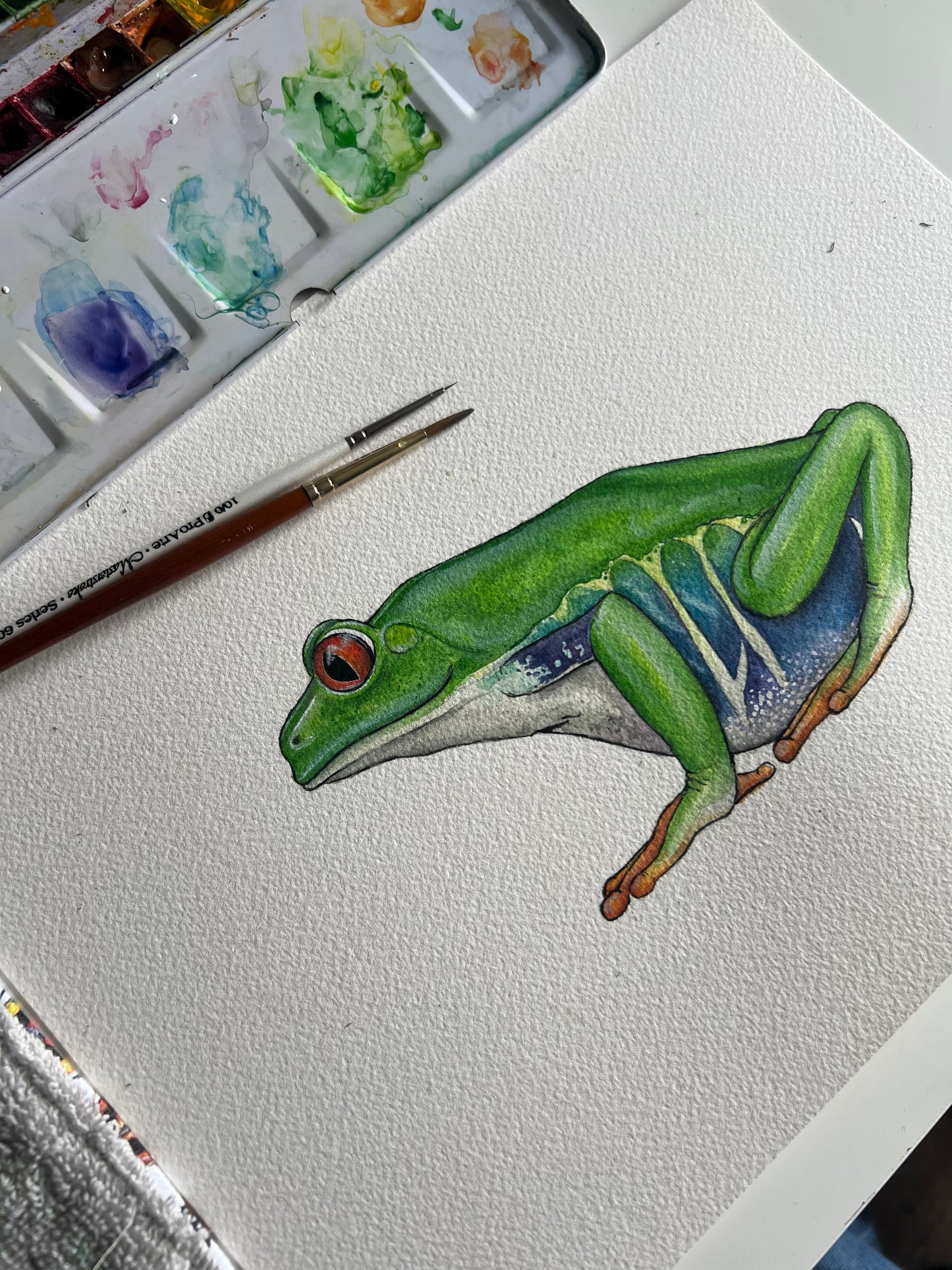 Original Red Eyed Tree Frog