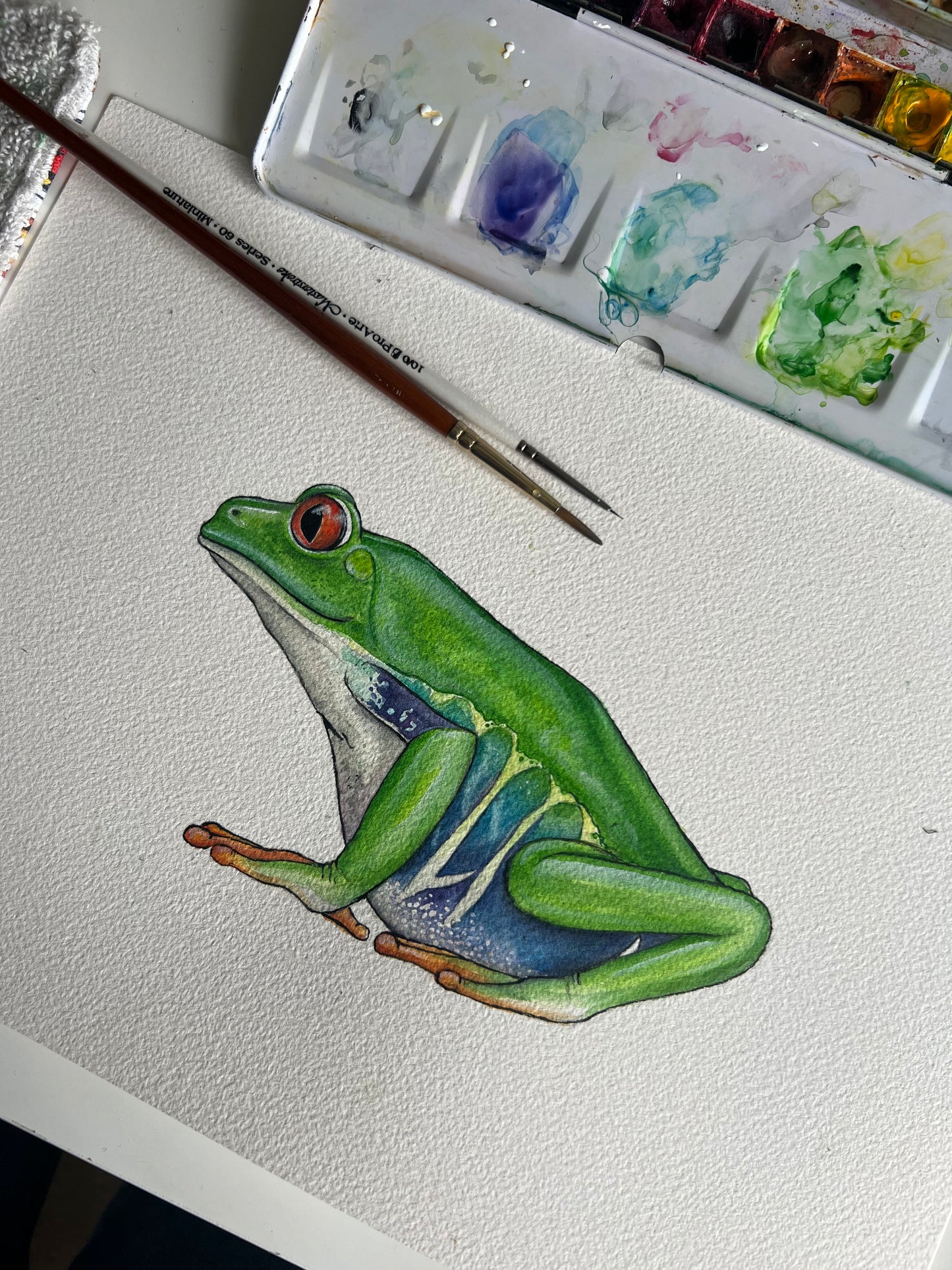 Original Red Eyed Tree Frog