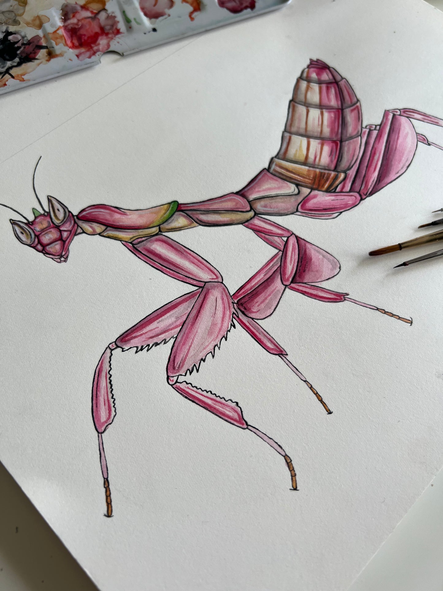 Orchid Mantis, Watercolour Original