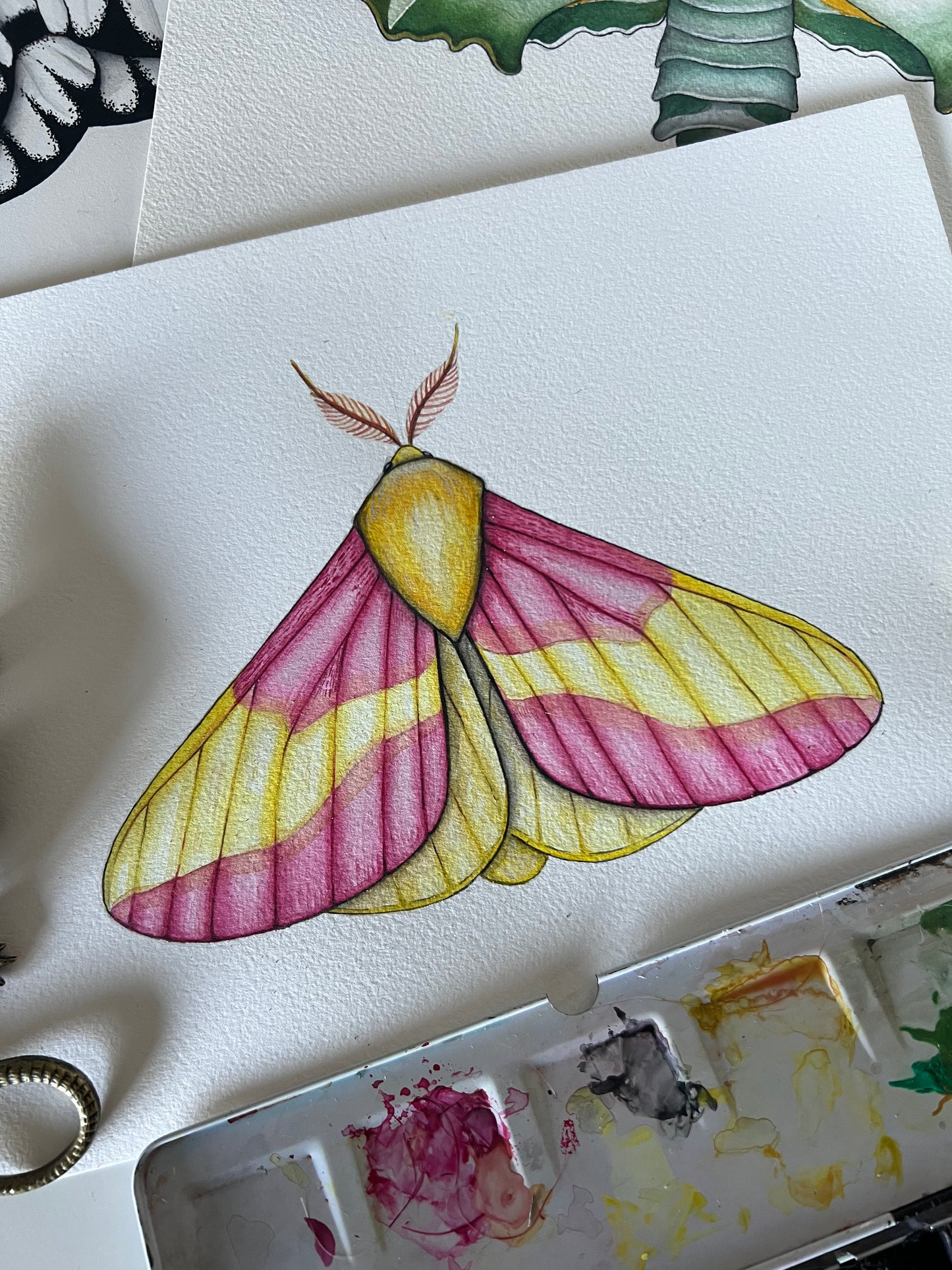 Rosy Maple Moth, Watercolour Original