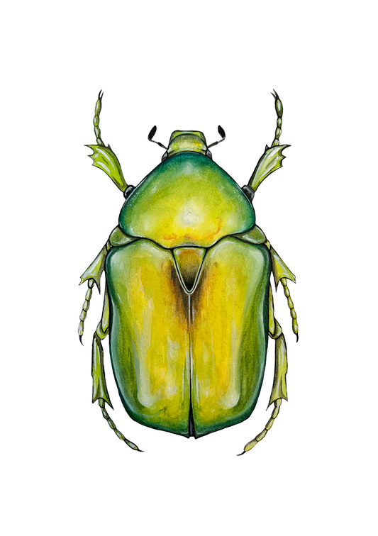 Jewel Flower Beetle // protaetia aeruginosa