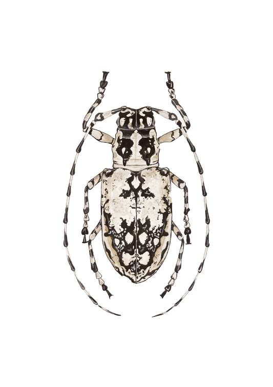 Longhorn Beetle