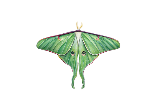 Luna Moth