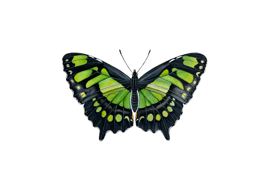 Malachite Butterfly