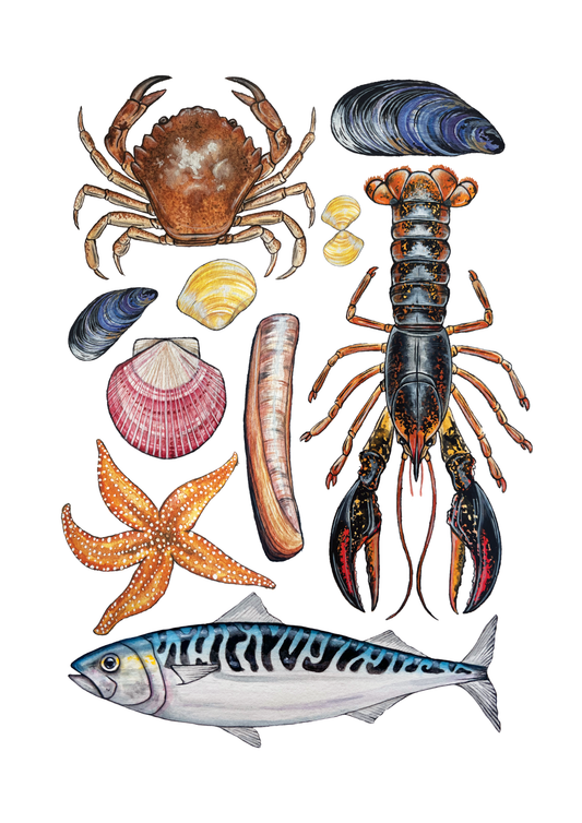 Marine Life