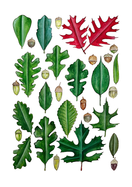 Oaks from around the World, Fine Art Print