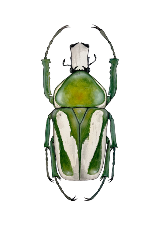 Regal Fruit Chafer Print