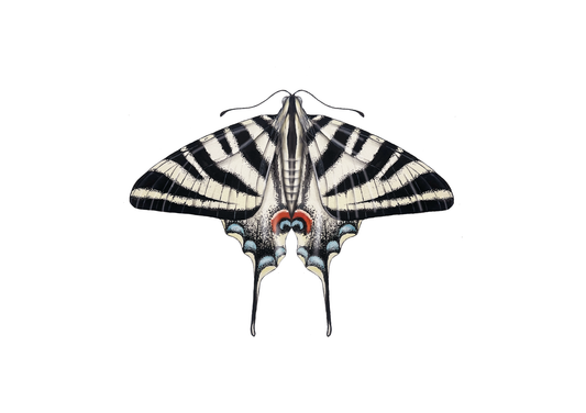 Scarce Swallowtail