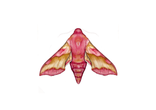 Small Elephant Hawk moth