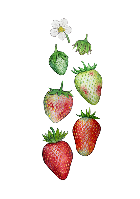 Ripening Strawberries Watercolour Print