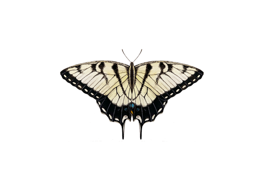 Tiger Swallowtail Butterfly