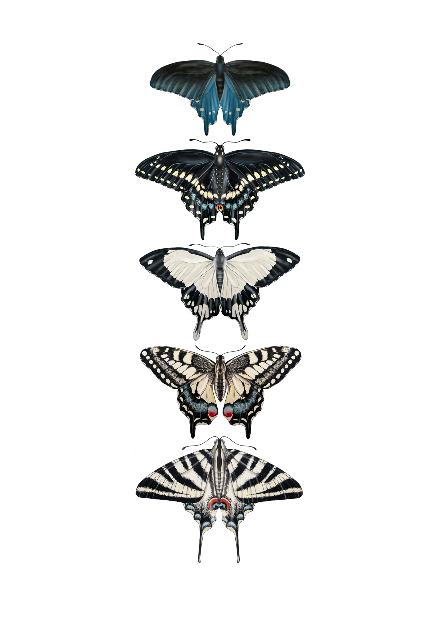 Swallowtail Species Print