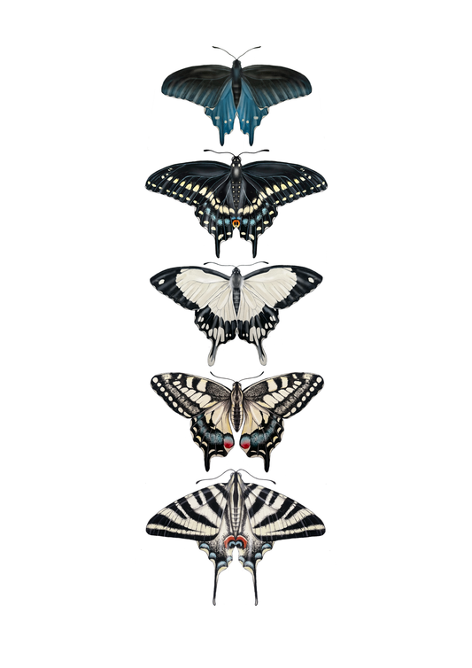 Swallowtail Species Print