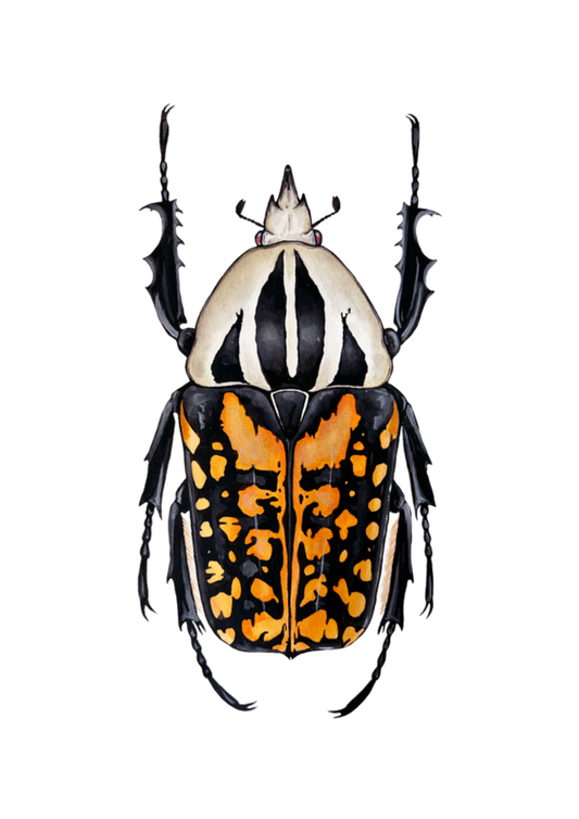 Tiger Flower Beetle