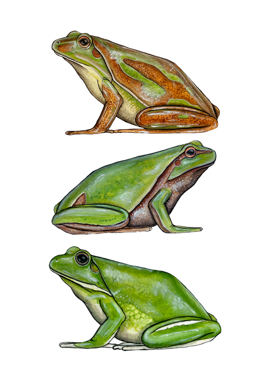 Tree Frogs Print