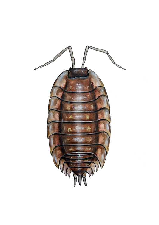 Woodlouse