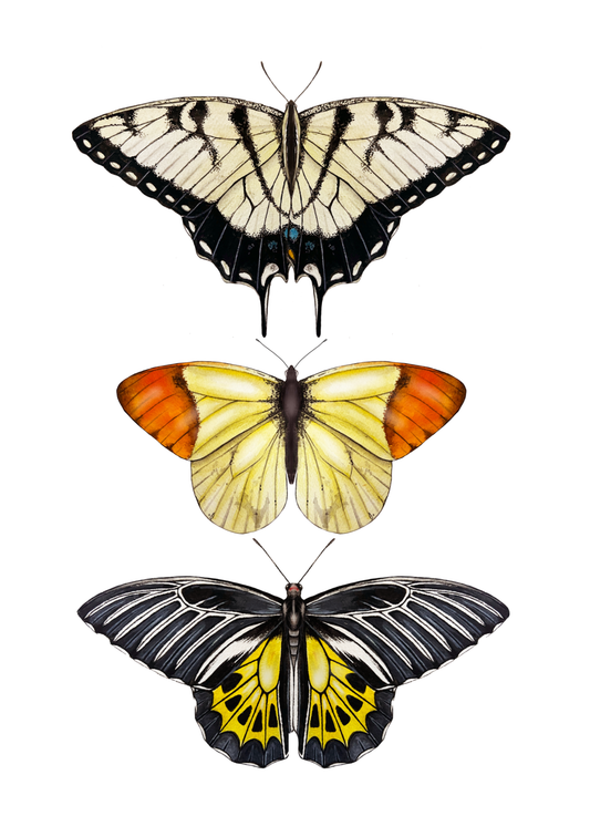 Yellow Butterfly Species