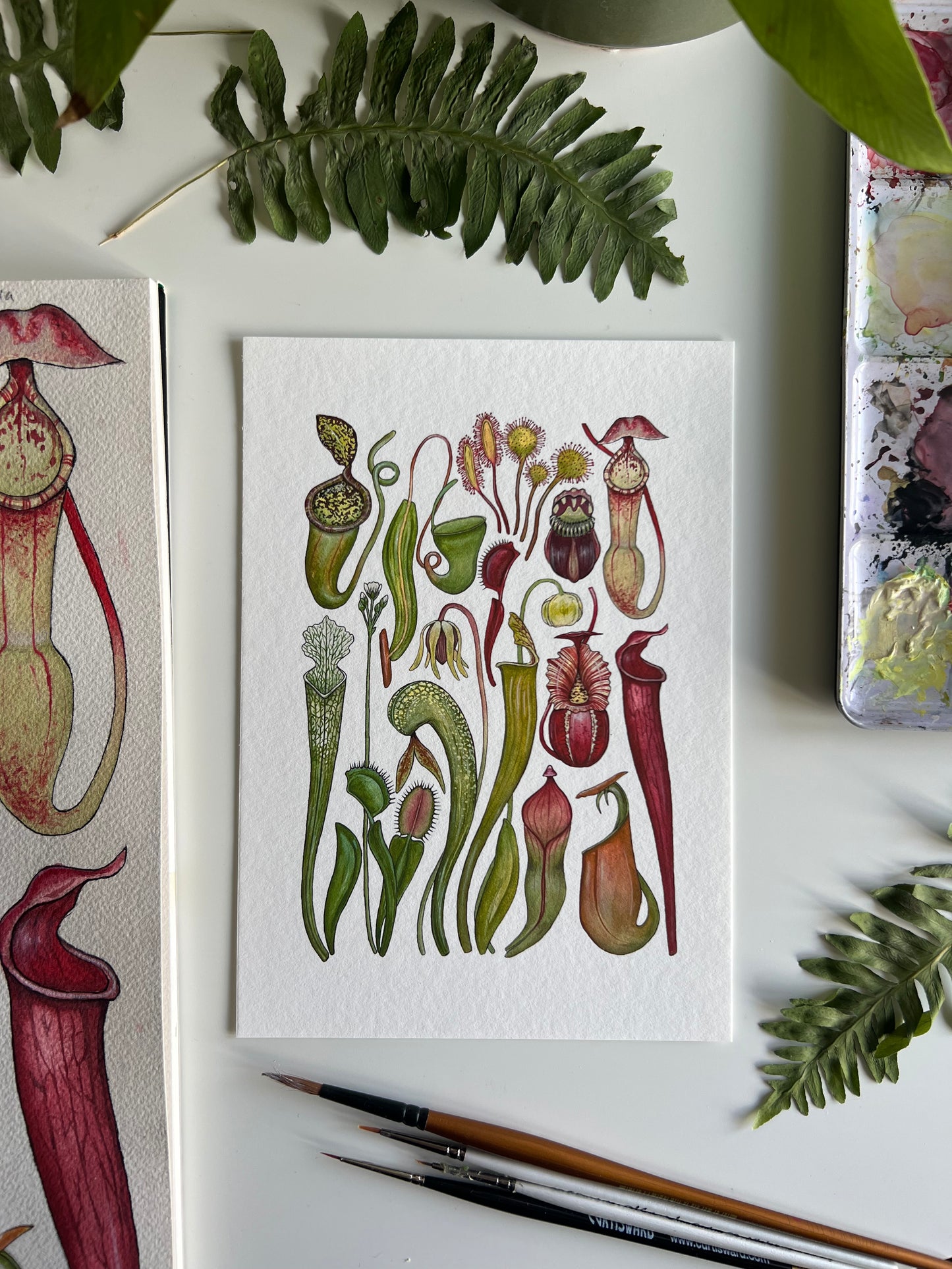 Carnivorous Plants Print