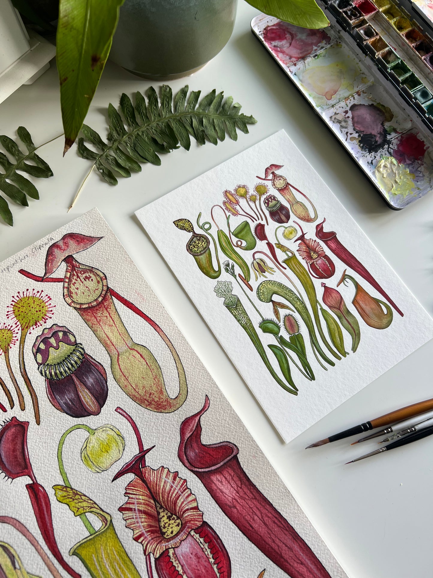 Carnivorous Plants Print