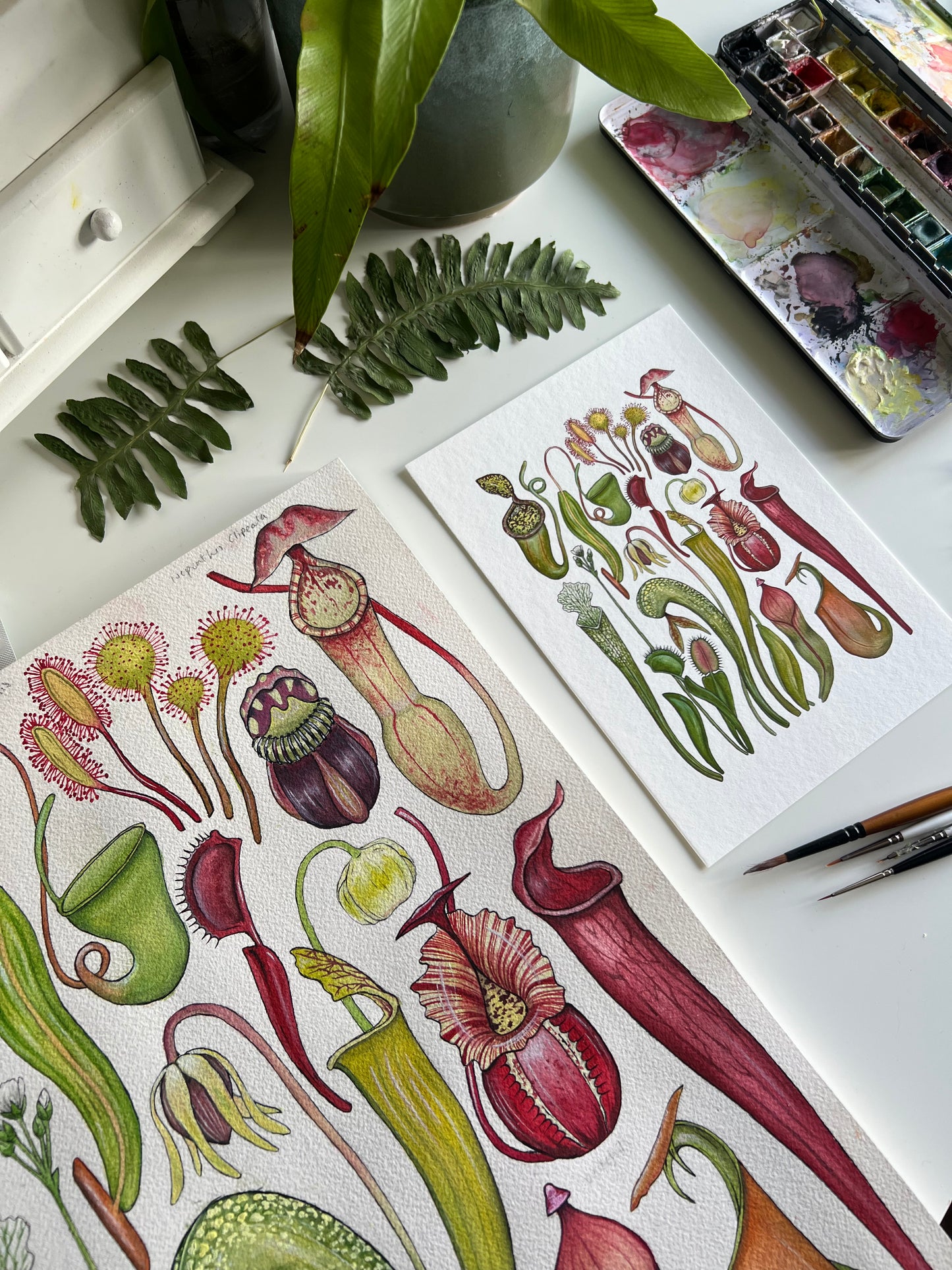 Carnivorous Plants Print