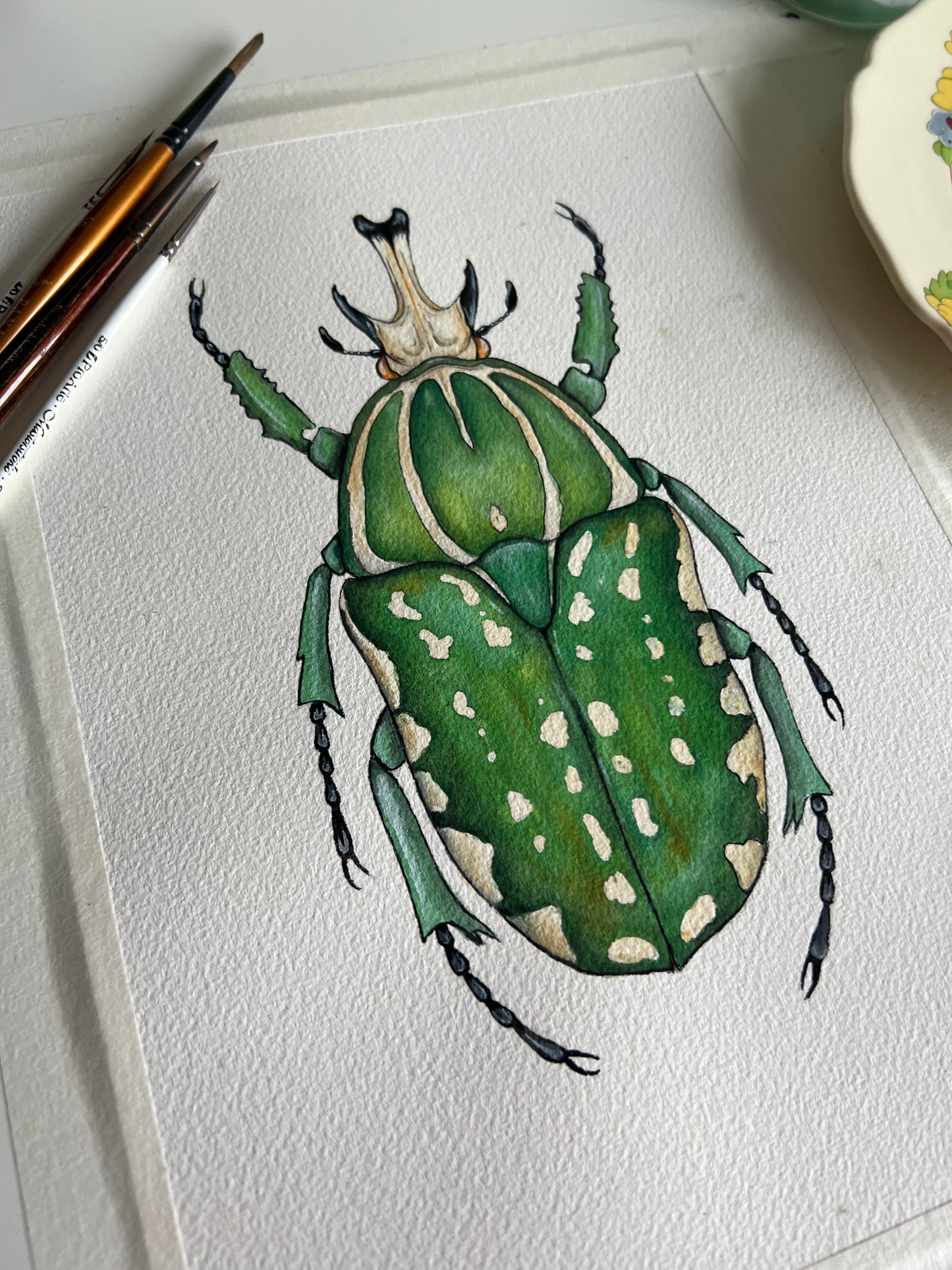 African Fruit Beetle